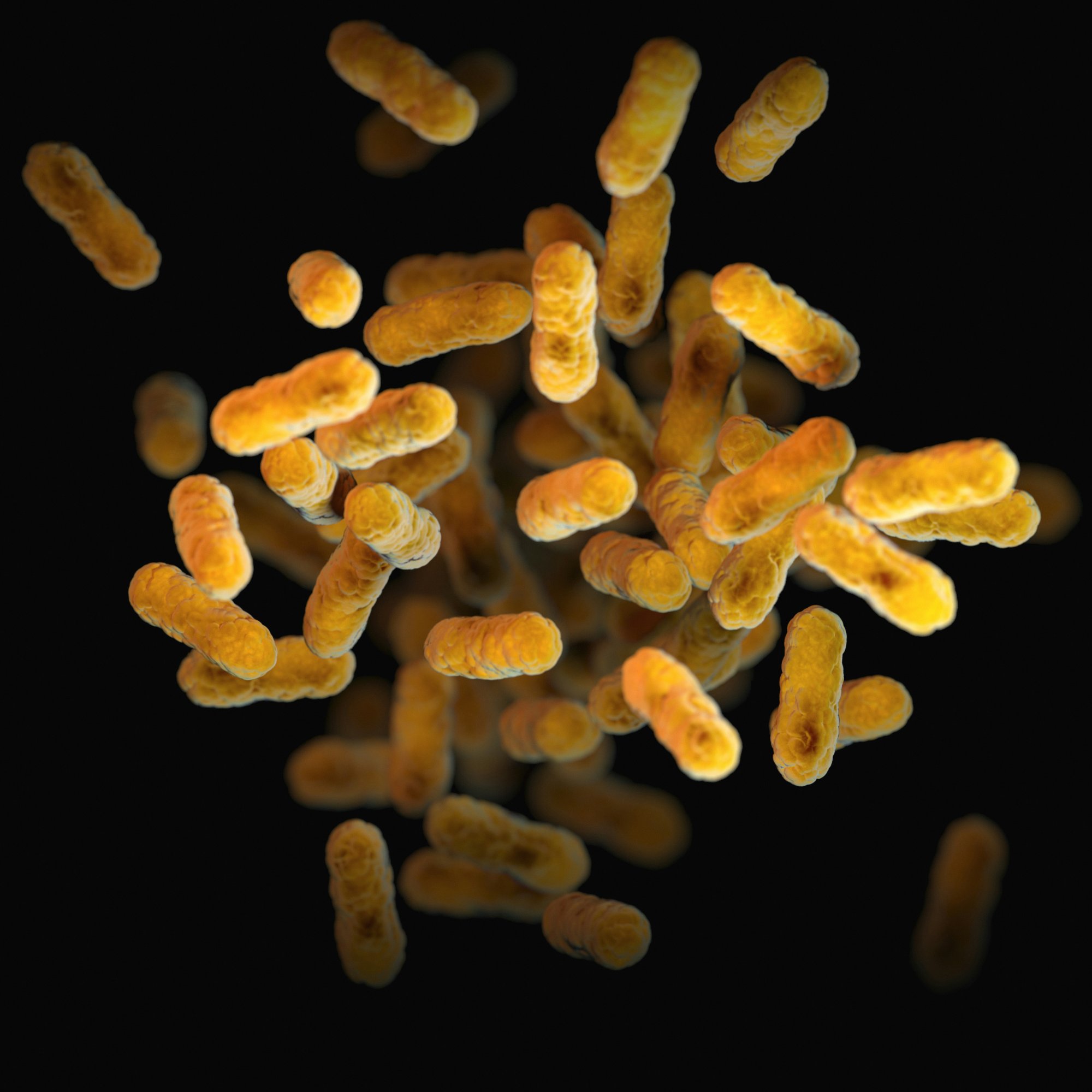 Probiotic bacteria microscopy